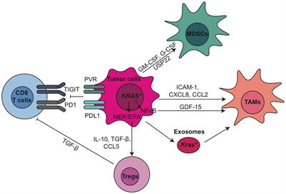 Therapeutic Potential of Targeting Stromal Crosstalk-Mediated Immune Suppression in Pancreatic Cancer